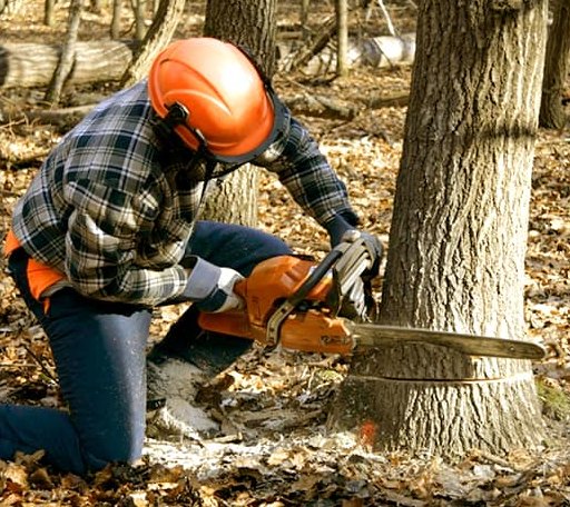 Tree Removal in Sebago, ME
